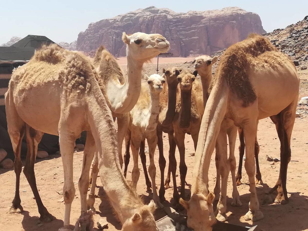 Climbers House In Wadi Rum Bagian luar foto